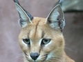 Ryś stepowy. Fot. € Van 3000 from belgium belgikske belgiquistan – United Tribes ov Europe, źródło:http://commons.wikimedia.org/wiki/File:Caracal001.jpg, dostęp: 13.01.15

